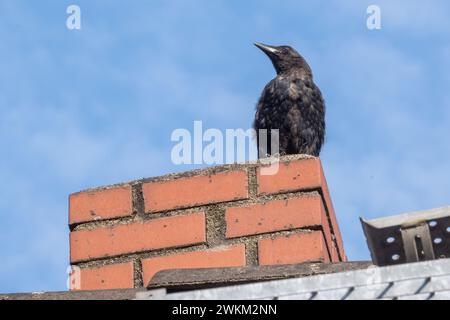 Krähe auf einem Kamin auf dem Dach Stockfoto