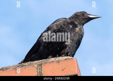 Krähe auf einem Kamin auf dem Dach Stockfoto