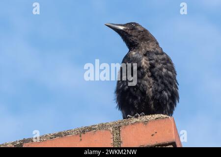 Krähe auf einem Kamin auf dem Dach Stockfoto