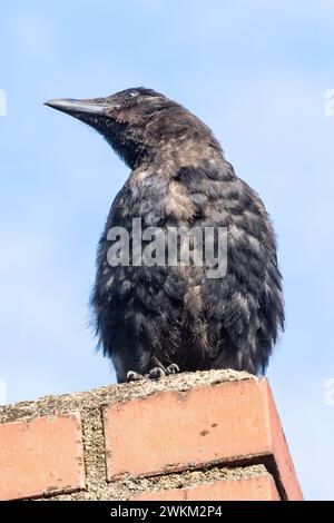 Krähe auf einem Kamin auf dem Dach Stockfoto