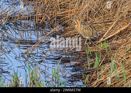 Eurasische Bittern / große Bitterkeit (Botaurus stellaris), die im Winter gut getarnt in dichtem Schilf / Schilf am Seeufer entlang ist Stockfoto