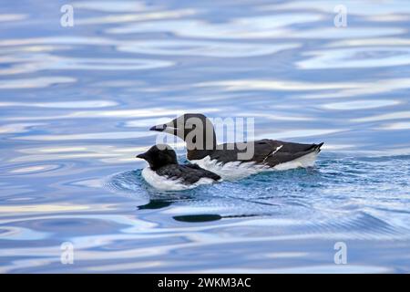 Dickschnabelmurre / Brünnich's guillemot (Uria lomvia) Erwachsener, der mit Küken im Meerwasser der Hinlopenstraße im Sommer schwimmt, Svalbard/Spitzbergen Stockfoto