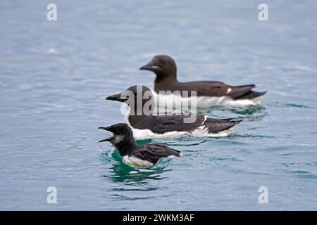 Dickschnabelmurre / Brünnich's guillemot (Uria lomvia) Eltern schwimmen mit Küken im Meerwasser der Hinlopenstraße im Sommer, Svalbard/Spitzbergen Stockfoto