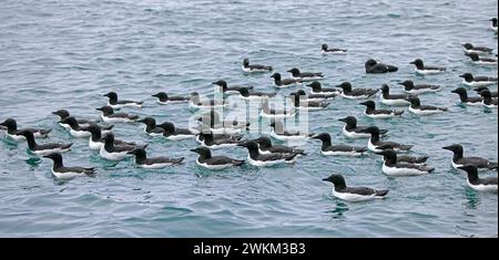 Herde von Dickschnabelmurren / Brünnichs Guillemots (Uria lomvia) schwimmen im Sommer im Arktischen Meer, Hinlopenstraße, Spitzbergen Stockfoto