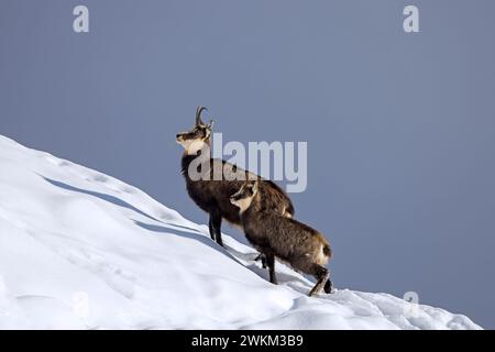 AlpenGämse (Rupicapra rupicapra) weiblich mit Kind / Junge auf der Suche im Schnee im Winter in den europäischen Alpen Stockfoto