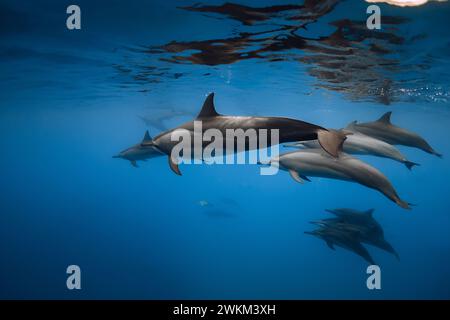 Delfine spielen und schwimmen unter Wasser im blauen Meer. Delfinfamilie im Ozean Stockfoto