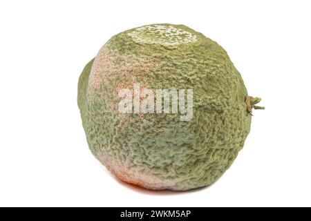 Schimmeliges Orange, Nahaufnahme, isoliert auf weißem Hintergrund Stockfoto