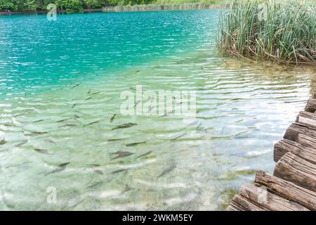 Kleine Fische schwimmen in der Nähe des Wasserrandes. Stockfoto