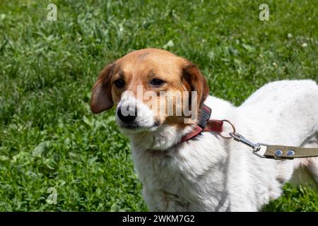 Weißer fröhlicher Hund im Hof Nahaufnahme Porträt Stockfoto