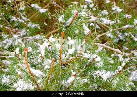 Schottenkiefer (pinus sylvestris), Nahaufnahme mit Zweigen des Baumes mit grünen Nadeln oder schneebedecktem Laub. Stockfoto