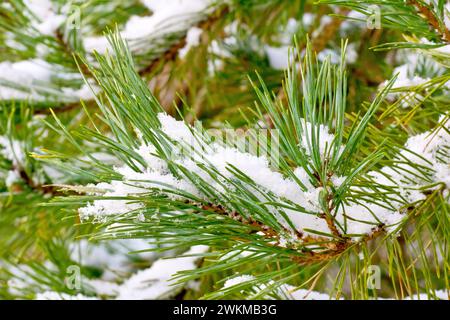 Schottenkiefer (pinus sylvestris), Nahaufnahme eines Zweiges des Baumes, der die grünen Nadeln oder das Laub des mit Schnee bedeckten Baumes zeigt. Stockfoto