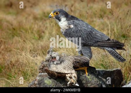 Nahaufnahme eines Wanderfalken, wissenschaftlicher Name: Falco peregrinus, nach links gerichtet und Fresse frisch getöteter Beute im offenen Moorland in Cumbria, Stockfoto