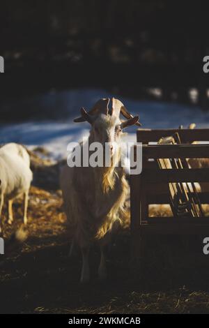 Ziegen, die in der Abenddämmerung im Schatten an einem Berghang grasen Stockfoto