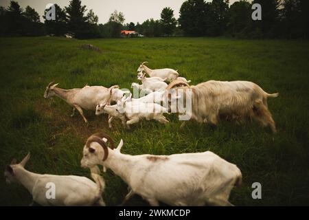 Ziegen laufen frei auf einem grasbewachsenen Feld in der Wildnis Stockfoto