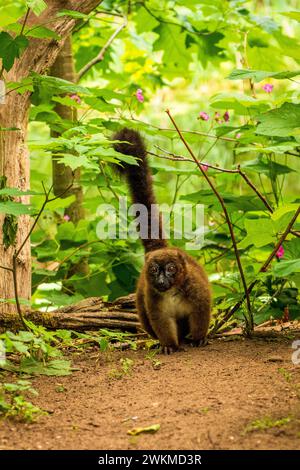 Roter gekräuselter Lemur im Apenheul Monkey Park in den Niederlanden. Stockfoto