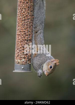 Graues Eichhörnchen (Sciurus carolinensis), das senkrecht an einem Erdnussfuttermittel im Garten hängt, Casmbridgeshire, England Stockfoto