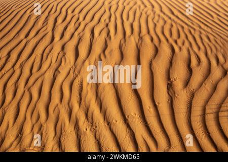 Goldene Wüstensanddünen mit Wellen, die durch den Wind und die Tierspuren in den Vereinigten Arabischen Emiraten erzeugt werden. Stockfoto
