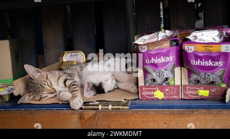 Abu Gosh, Israel - 10. Oktober 2023: Zwei Kätzchen schlafen in einem Regal im arabischen Dorf Abu Gosh, nahe Jerusalem, neben Sack Stockfoto