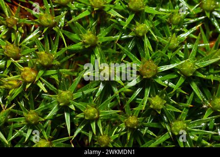 Polytrichum juniperinum (wacholderhaarkappe) ist ein Moos, das in feuchten Hölzern wächst. Weit verbreitet, wächst auf allen Kontinenten, einschließlich der Antarktis. Stockfoto