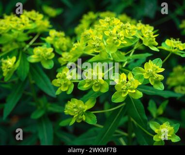 Großaufnahme der Euphorbia „Excalibur“-Pflanze mit Blüten, die im englischen Garten im Mai in England, Vereinigtes Königreich wachsen Stockfoto