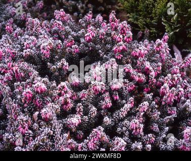 Erica x darleyensis „Kramers Rote“ (Kramers rot) blühende Heidekraut mit Raureif wächst im englischen Garten im Winter, England, Großbritannien Stockfoto