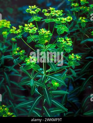 Euphorbia „Excalibur“ treibt Pflanzen vor dunklem Hintergrund im englischen Garten Stockfoto