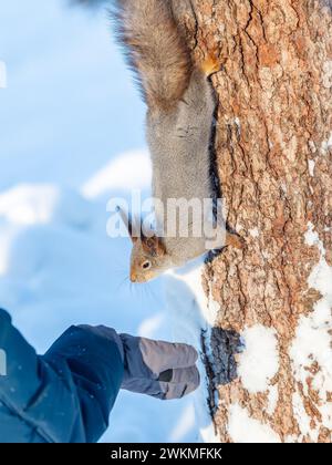 Ein kleines Kind füttert im Winter ein Gleithörnchen mit einer Nuss. Süßer kleiner Junge, der im Winterpark Eichhörnchen füttert Stockfoto