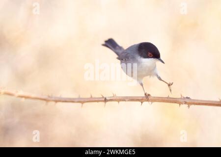 Typischer mediterraner Vogel, sardischer Segel, Curruca melanocephala. Stockfoto