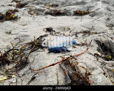 Portugiesischer Mann o' war (Physalia physalis), auch bekannt als Kriegsmann oder Blauschachtel am Strand. Meeresbewohner. Tolle Quallen Stockfoto