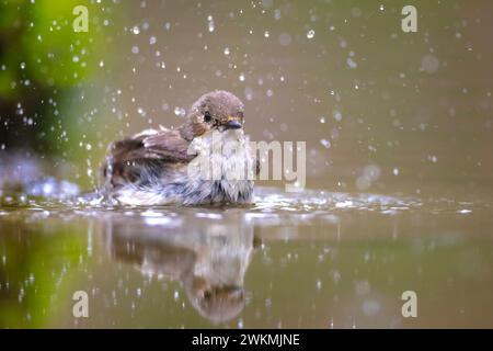 Nahaufnahme eines europäischen Vogels, Ficedula hypoleuca, auf einem Ast sitzend, in einem grünen Wald während der Springtime Brutzeit singen. Stockfoto