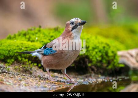 Nahaufnahme eines eurasischen jay Garrulus glandarius in einem Wald auf der Suche nach Insekten, um sie zu ernähren. Stockfoto