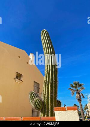 Ein großer Kaktus und eine Palme in der Nähe eines Lichtmasts vor einem blauen Himmel Stockfoto