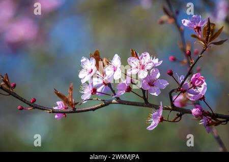 Nahaufnahme von Prunus cerasifera, bekannt als Kirschpflaume, Myrobalan Pflaumenbaum, blühend im Frühling. Schöne Blüte bei sonnigem Tageslicht. Stockfoto