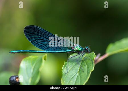 Nahaufnahme einer wunderschönen demoiselle, Calopteryx virgo, Libelle, die auf Vegetation ruht Stockfoto