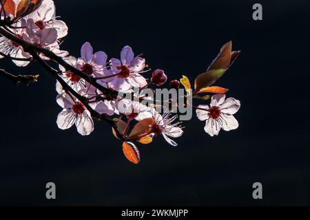 Nahaufnahme von Prunus cerasifera, bekannt als Kirschpflaume, Myrobalan Pflaumenbaum, blühend im Frühling. Schöne Blüte bei sonnigem Tageslicht. Stockfoto