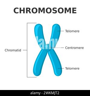 Chromosomenteile. Struktur eines Chromosoms. Zentromer, Telomer, Chromatide. Diagramm mit Elementen einer fadenförmigen Struktur aus Protein Stock Vektor