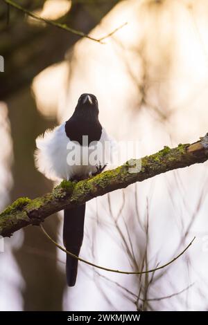 Nahaufnahme eines gewöhnlichen eurasischen Magpie-Vogels, Pica Pica, hoch oben in einem Wald Stockfoto