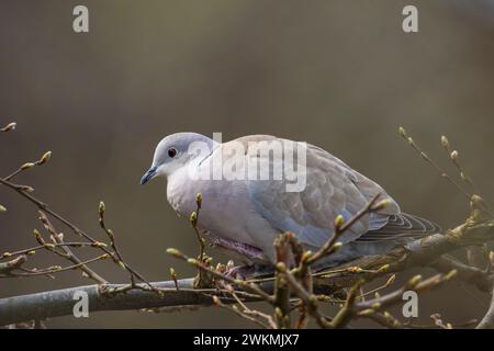 Nahaufnahme einer eurasischen Taube, Streptopelia Decocto, Vogel auf einem Baum Stockfoto