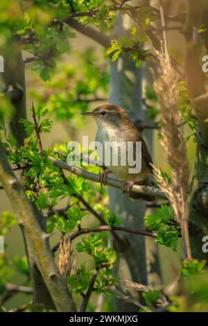 Nahaufnahme eines Cetti Grasmücke, cettia Cetti, Vögel singen und in einem grünen Wald thront im Frühling Saison. Stockfoto