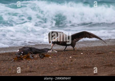 Riesensturmvogel, Halbinsel Valdes, UNESCO-Weltkulturerbe, Provinz Chubut, Patagonien, Argentinien. Stockfoto