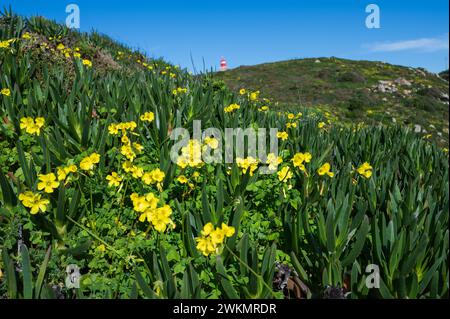 Cabo da Roca oder Cape Roca, das den westlichsten Punkt des Sintra-Gebirges, des portugiesischen Festlandes, des europäischen Kontinents und Eurasiens bildet Stockfoto