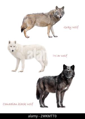 Drei Arten von Wölfen isoliert auf weißem Hintergrund. Stockfoto