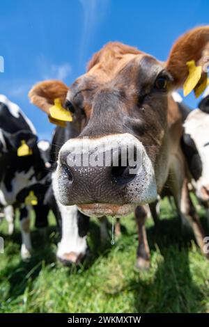 Jersey Milchvieh hinter einem elektrischen Zaun an einem heißen Sommertag, North Yorkshire, Großbritannien. Stockfoto