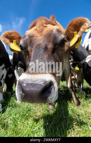 Jersey Milchvieh hinter einem elektrischen Zaun an einem heißen Sommertag, North Yorkshire, Großbritannien. Stockfoto