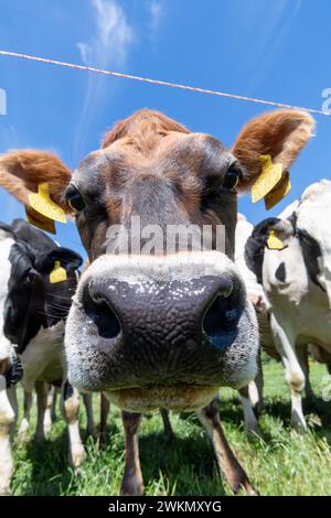Jersey Milchvieh hinter einem elektrischen Zaun an einem heißen Sommertag, North Yorkshire, Großbritannien. Stockfoto
