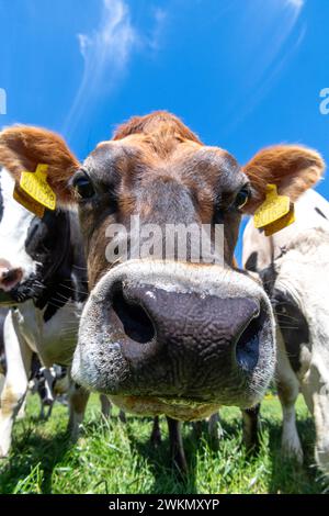 Jersey Milchvieh hinter einem elektrischen Zaun an einem heißen Sommertag, North Yorkshire, Großbritannien. Stockfoto