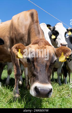 Jersey Milchvieh hinter einem elektrischen Zaun an einem heißen Sommertag, North Yorkshire, Großbritannien. Stockfoto