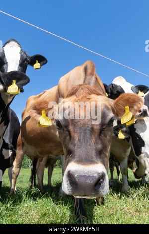 Jersey Milchvieh hinter einem elektrischen Zaun an einem heißen Sommertag, North Yorkshire, Großbritannien. Stockfoto