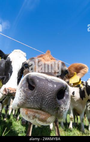 Jersey Milchvieh hinter einem elektrischen Zaun an einem heißen Sommertag, North Yorkshire, Großbritannien. Stockfoto
