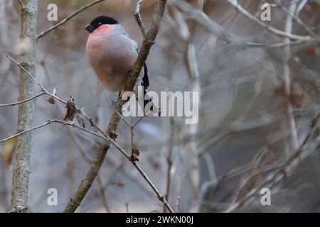 Ein eurasischer Bullfink (Pyrrhula pyrrhula) in Bäumen im ländlichen Kanagawa, Japan. Stockfoto